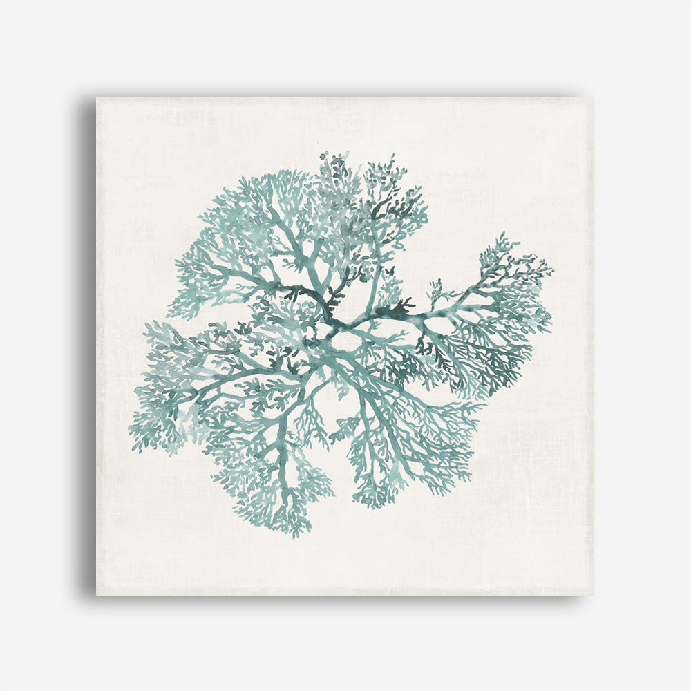 Shop Teal Coral II (Square) Canvas Print a painted style framed canvas wall art print from The Print Emporium artwork collection - Buy Australian made fine art painting style stretched canvas prints for the home and your interior decor space, TPE-PC-WL428-CA-40X40-NF
