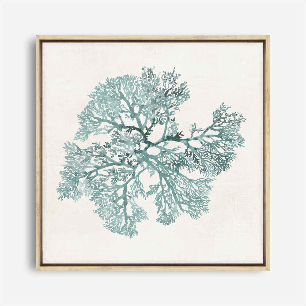 Shop Teal Coral II (Square) Canvas Print a painted style framed canvas wall art print from The Print Emporium artwork collection - Buy Australian made fine art painting style stretched canvas prints for the home and your interior decor space, TPE-PC-WL428-CA-40X40-NF
