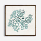 Shop Teal Coral II (Square) Canvas Print a painted style framed canvas wall art print from The Print Emporium artwork collection - Buy Australian made fine art painting style stretched canvas prints for the home and your interior decor space, TPE-PC-WL428-CA-40X40-NF