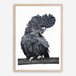Shop Theo The Black Cockatoo Art Print a painted bird themed wall art print from The Print Emporium wall artwork collection - Buy Australian made fine art painting style poster and framed prints for the home and your interior decor room, TPE-340-AP