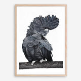 Shop Theo The Black Cockatoo Art Print a painted bird themed wall art print from The Print Emporium wall artwork collection - Buy Australian made fine art painting style poster and framed prints for the home and your interior decor room, TPE-340-AP