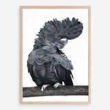 Shop Theo The Black Cockatoo Art Print a painted bird themed wall art print from The Print Emporium wall artwork collection - Buy Australian made fine art painting style poster and framed prints for the home and your interior decor room, TPE-340-AP