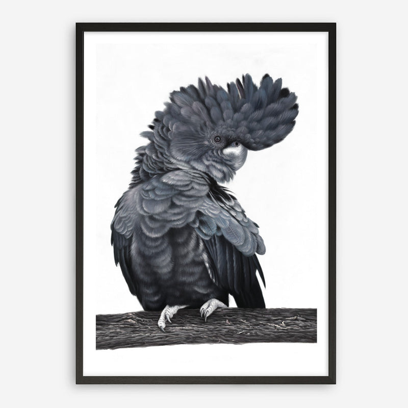 Shop Theo The Black Cockatoo Art Print a painted bird themed wall art print from The Print Emporium wall artwork collection - Buy Australian made fine art painting style poster and framed prints for the home and your interior decor room, TPE-340-AP