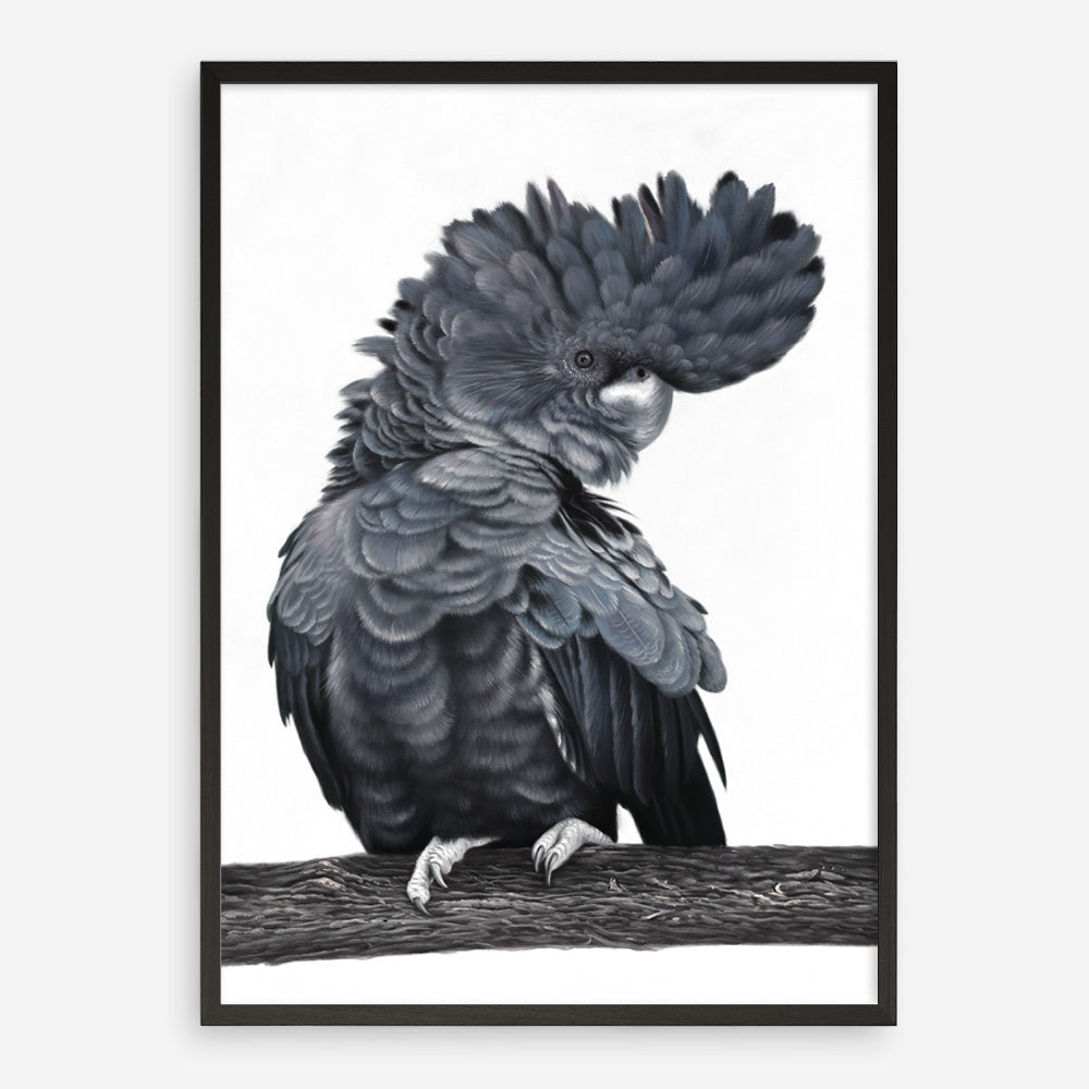 Shop Theo The Black Cockatoo Art Print a painted bird themed wall art print from The Print Emporium wall artwork collection - Buy Australian made fine art painting style poster and framed prints for the home and your interior decor room, TPE-340-AP