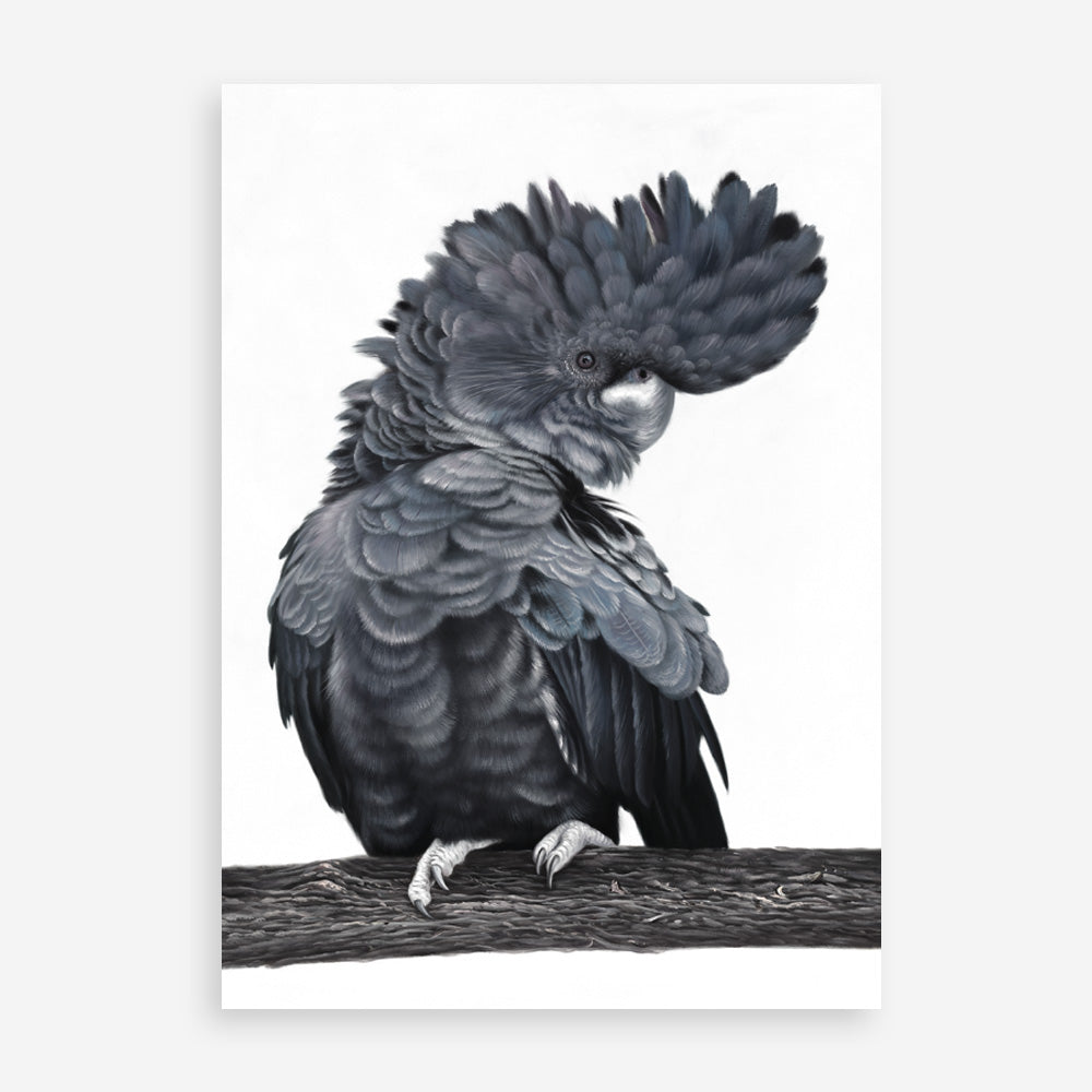 Shop Theo The Black Cockatoo Art Print a painted bird themed wall art print from The Print Emporium wall artwork collection - Buy Australian made fine art painting style poster and framed prints for the home and your interior decor room, TPE-340-AP
