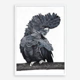 Shop Theo The Black Cockatoo Art Print a painted bird themed wall art print from The Print Emporium wall artwork collection - Buy Australian made fine art painting style poster and framed prints for the home and your interior decor room, TPE-340-AP