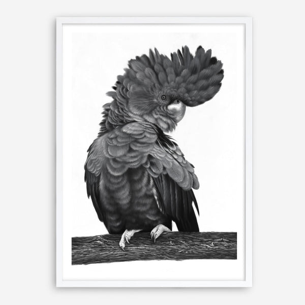 Shop Theo The Black Cockatoo (B&W) Art Print a painted bird themed wall art print from The Print Emporium wall artwork collection - Buy Australian made fine art painting style poster and framed prints for the home and your interior decor room, TPE-359-AP