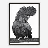 Shop Theo The Black Cockatoo (B&W) Art Print a painted bird themed wall art print from The Print Emporium wall artwork collection - Buy Australian made fine art painting style poster and framed prints for the home and your interior decor room, TPE-359-AP