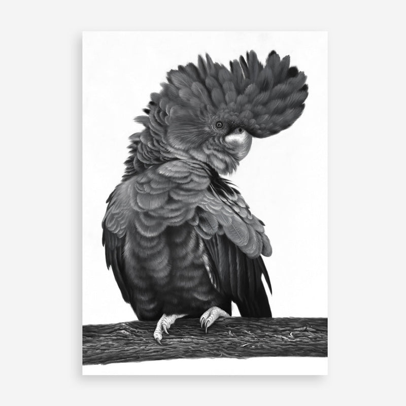 Shop Theo The Black Cockatoo (B&W) Art Print a painted bird themed wall art print from The Print Emporium wall artwork collection - Buy Australian made fine art painting style poster and framed prints for the home and your interior decor room, TPE-359-AP