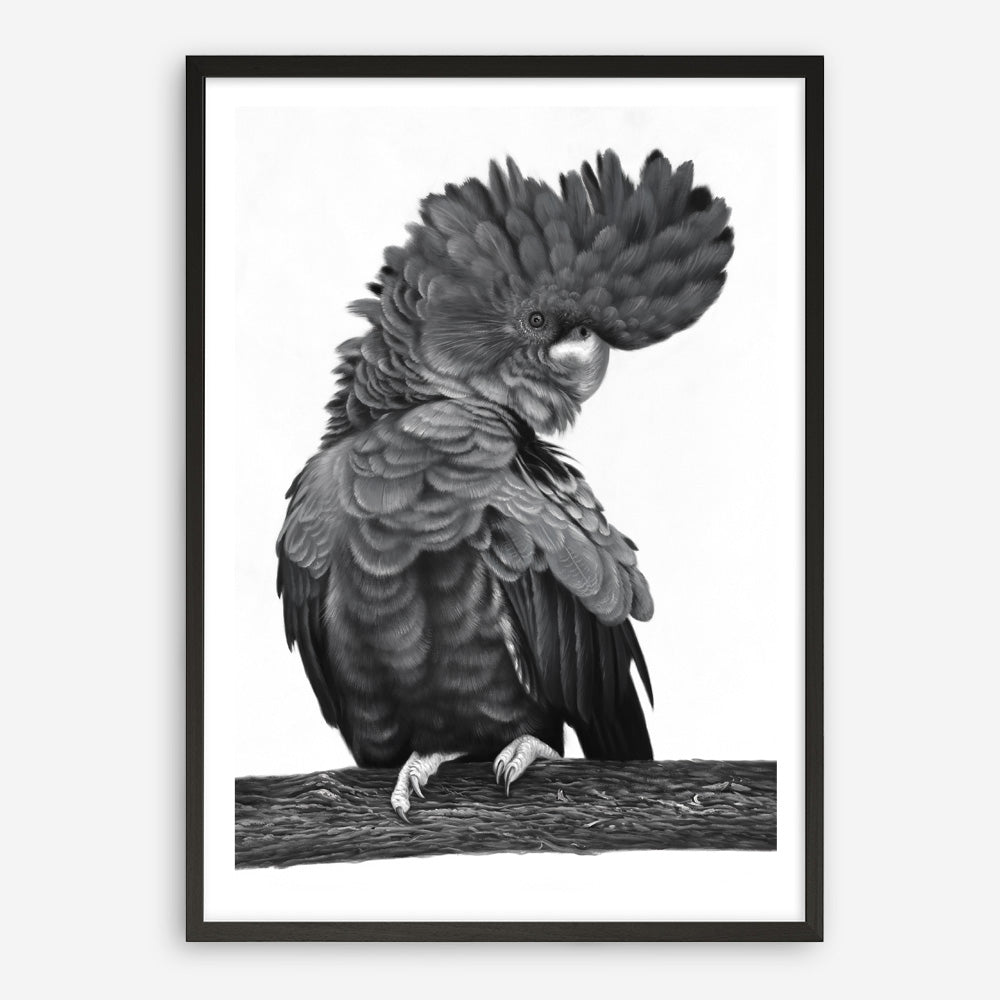 Shop Theo The Black Cockatoo (B&W) Art Print a painted bird themed wall art print from The Print Emporium wall artwork collection - Buy Australian made fine art painting style poster and framed prints for the home and your interior decor room, TPE-359-AP