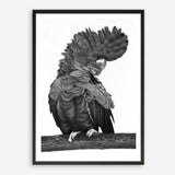 Shop Theo The Black Cockatoo (B&W) Art Print a painted bird themed wall art print from The Print Emporium wall artwork collection - Buy Australian made fine art painting style poster and framed prints for the home and your interior decor room, TPE-359-AP