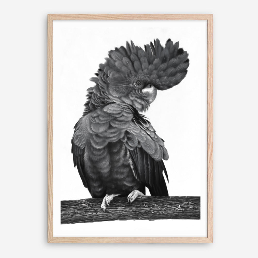 Shop Theo The Black Cockatoo (B&W) Art Print a painted bird themed wall art print from The Print Emporium wall artwork collection - Buy Australian made fine art painting style poster and framed prints for the home and your interior decor room, TPE-359-AP