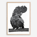 Shop Theo The Black Cockatoo (B&W) Art Print a painted bird themed wall art print from The Print Emporium wall artwork collection - Buy Australian made fine art painting style poster and framed prints for the home and your interior decor room, TPE-359-AP