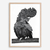 Shop Theo The Black Cockatoo (B&W) Art Print a painted bird themed wall art print from The Print Emporium wall artwork collection - Buy Australian made fine art painting style poster and framed prints for the home and your interior decor room, TPE-359-AP