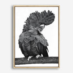Shop Theo The Black Cockatoo (B&W) Canvas Print a painted bird themed framed canvas wall art print from The Print Emporium artwork collection - Buy Australian made fine art painting style stretched canvas prints for the home and your interior decor space, TPE-359-CA-35X46-NF