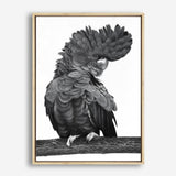 Shop Theo The Black Cockatoo (B&W) Canvas Print a painted bird themed framed canvas wall art print from The Print Emporium artwork collection - Buy Australian made fine art painting style stretched canvas prints for the home and your interior decor space, TPE-359-CA-35X46-NF