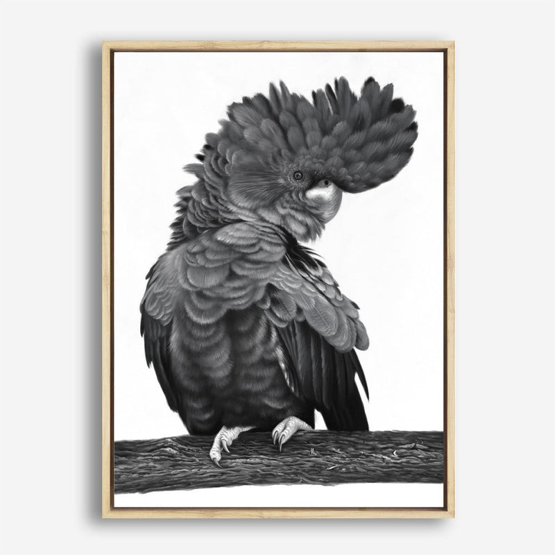 Shop Theo The Black Cockatoo (B&W) Canvas Print a painted bird themed framed canvas wall art print from The Print Emporium artwork collection - Buy Australian made fine art painting style stretched canvas prints for the home and your interior decor space, TPE-359-CA-35X46-NF