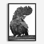 Shop Theo The Black Cockatoo (B&W) Canvas Print a painted bird themed framed canvas wall art print from The Print Emporium artwork collection - Buy Australian made fine art painting style stretched canvas prints for the home and your interior decor space, TPE-359-CA-35X46-NF