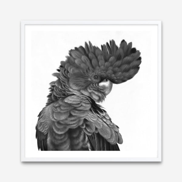 Shop Theo The Black Cockatoo (B&W) (Square) Art Print a painted bird themed wall art print from The Print Emporium wall artwork collection - Buy Australian made fine art painting style poster and framed prints for the home and your interior decor room, TPE-356-AP