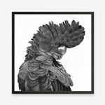 Shop Theo The Black Cockatoo (B&W) (Square) Art Print a painted bird themed wall art print from The Print Emporium wall artwork collection - Buy Australian made fine art painting style poster and framed prints for the home and your interior decor room, TPE-356-AP