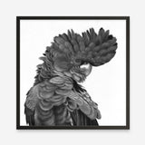 Shop Theo The Black Cockatoo (B&W) (Square) Art Print a painted bird themed wall art print from The Print Emporium wall artwork collection - Buy Australian made fine art painting style poster and framed prints for the home and your interior decor room, TPE-356-AP
