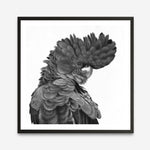 Shop Theo The Black Cockatoo (B&W) (Square) Art Print a painted bird themed wall art print from The Print Emporium wall artwork collection - Buy Australian made fine art painting style poster and framed prints for the home and your interior decor room, TPE-356-AP