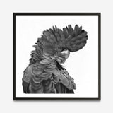 Shop Theo The Black Cockatoo (B&W) (Square) Art Print a painted bird themed wall art print from The Print Emporium wall artwork collection - Buy Australian made fine art painting style poster and framed prints for the home and your interior decor room, TPE-356-AP