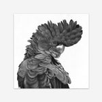 Shop Theo The Black Cockatoo (B&W) (Square) Art Print a painted bird themed wall art print from The Print Emporium wall artwork collection - Buy Australian made fine art painting style poster and framed prints for the home and your interior decor room, TPE-356-AP