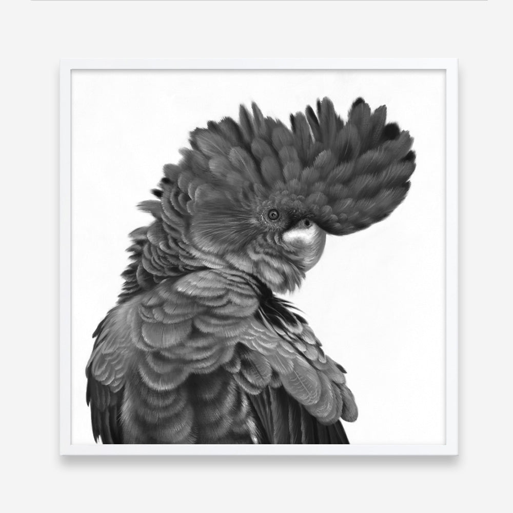 Shop Theo The Black Cockatoo (B&W) (Square) Art Print a painted bird themed wall art print from The Print Emporium wall artwork collection - Buy Australian made fine art painting style poster and framed prints for the home and your interior decor room, TPE-356-AP