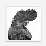 Shop Theo The Black Cockatoo (B&W) (Square) Art Print a painted bird themed wall art print from The Print Emporium wall artwork collection - Buy Australian made fine art painting style poster and framed prints for the home and your interior decor room, TPE-356-AP