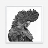 Shop Theo The Black Cockatoo (B&W) (Square) Art Print a painted bird themed wall art print from The Print Emporium wall artwork collection - Buy Australian made fine art painting style poster and framed prints for the home and your interior decor room, TPE-356-AP