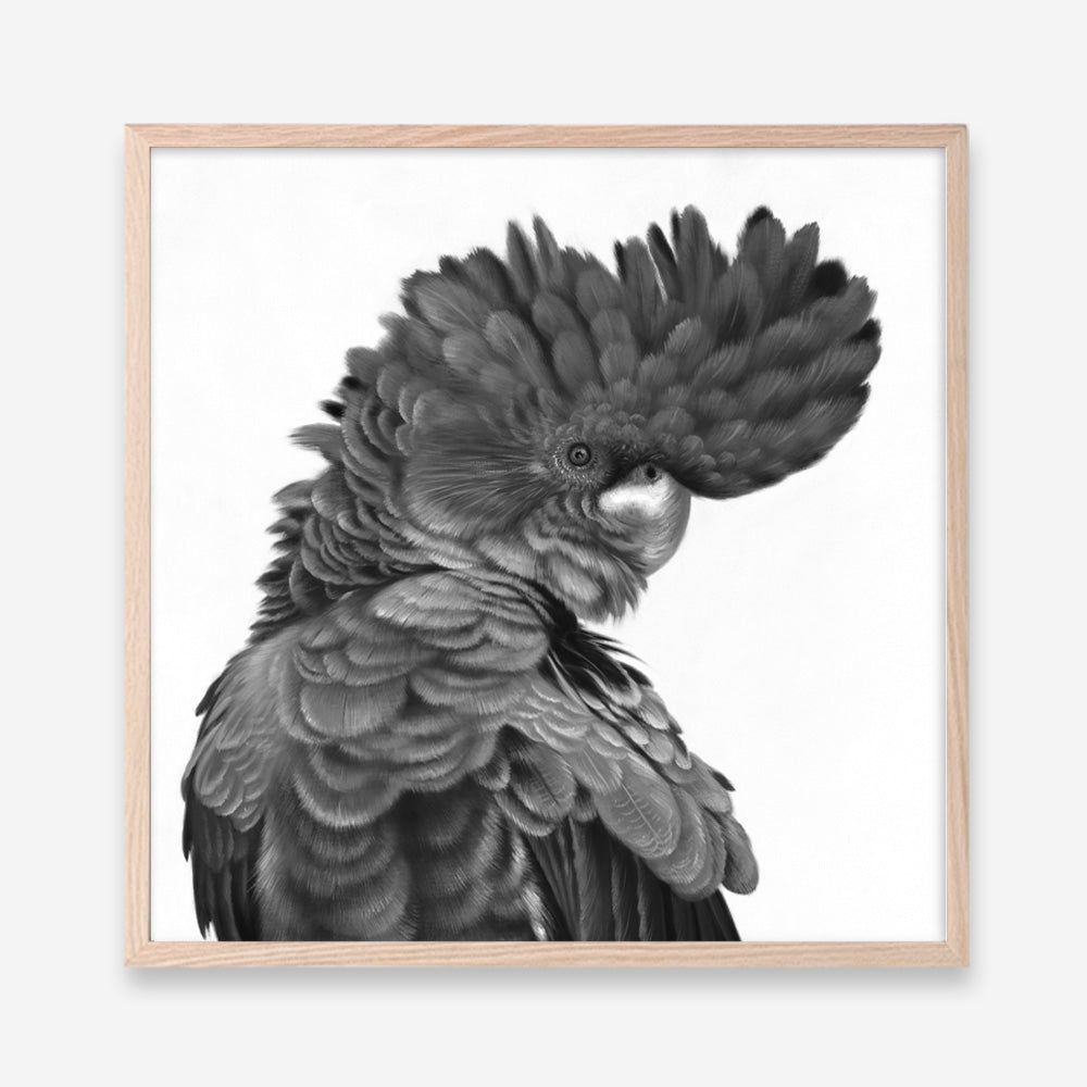 Shop Theo The Black Cockatoo (B&W) (Square) Art Print a painted bird themed wall art print from The Print Emporium wall artwork collection - Buy Australian made fine art painting style poster and framed prints for the home and your interior decor room, TPE-356-AP