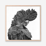 Shop Theo The Black Cockatoo (B&W) (Square) Art Print a painted bird themed wall art print from The Print Emporium wall artwork collection - Buy Australian made fine art painting style poster and framed prints for the home and your interior decor room, TPE-356-AP