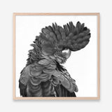 Shop Theo The Black Cockatoo (B&W) (Square) Art Print a painted bird themed wall art print from The Print Emporium wall artwork collection - Buy Australian made fine art painting style poster and framed prints for the home and your interior decor room, TPE-356-AP