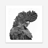 Shop Theo The Black Cockatoo (B&W) (Square) Art Print a painted bird themed wall art print from The Print Emporium wall artwork collection - Buy Australian made fine art painting style poster and framed prints for the home and your interior decor room, TPE-356-AP