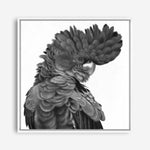 Shop Theo The Black Cockatoo (B&W) (Square) Canvas Print a painted bird themed framed canvas wall art print from The Print Emporium artwork collection - Buy Australian made fine art painting style stretched canvas prints for the home and your interior decor space, TPE-356-CA-40X40-NF