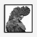Shop Theo The Black Cockatoo (B&W) (Square) Canvas Print a painted bird themed framed canvas wall art print from The Print Emporium artwork collection - Buy Australian made fine art painting style stretched canvas prints for the home and your interior decor space, TPE-356-CA-40X40-NF