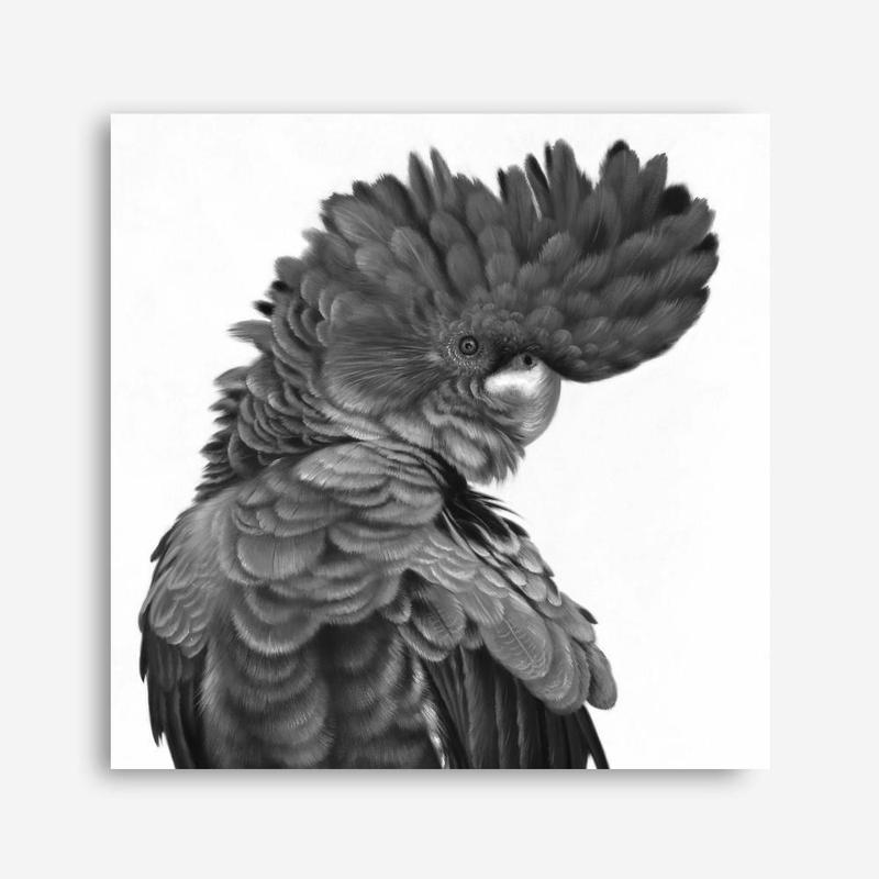 Shop Theo The Black Cockatoo (B&W) (Square) Canvas Print a painted bird themed framed canvas wall art print from The Print Emporium artwork collection - Buy Australian made fine art painting style stretched canvas prints for the home and your interior decor space, TPE-356-CA-40X40-NF