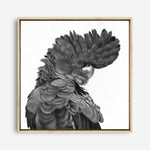 Shop Theo The Black Cockatoo (B&W) (Square) Canvas Print a painted bird themed framed canvas wall art print from The Print Emporium artwork collection - Buy Australian made fine art painting style stretched canvas prints for the home and your interior decor space, TPE-356-CA-40X40-NF