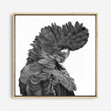 Shop Theo The Black Cockatoo (B&W) (Square) Canvas Print a painted bird themed framed canvas wall art print from The Print Emporium artwork collection - Buy Australian made fine art painting style stretched canvas prints for the home and your interior decor space, TPE-356-CA-40X40-NF
