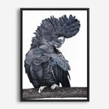 Shop Theo The Black Cockatoo Canvas Print a painted bird themed framed canvas wall art print from The Print Emporium artwork collection - Buy Australian made fine art painting style stretched canvas prints for the home and your interior decor space, TPE-340-CA-35X46-NF