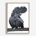 Shop Theo The Black Cockatoo Canvas Print a painted bird themed framed canvas wall art print from The Print Emporium artwork collection - Buy Australian made fine art painting style stretched canvas prints for the home and your interior decor space, TPE-340-CA-35X46-NF