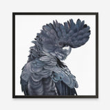 Shop Theo The Black Cockatoo (Square) Art Print a painted bird themed wall art print from The Print Emporium wall artwork collection - Buy Australian made fine art painting style poster and framed prints for the home and your interior decor room, TPE-336-AP