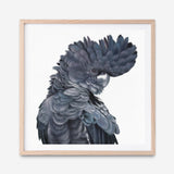 Shop Theo The Black Cockatoo (Square) Art Print a painted bird themed wall art print from The Print Emporium wall artwork collection - Buy Australian made fine art painting style poster and framed prints for the home and your interior decor room, TPE-336-AP