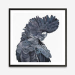 Shop Theo The Black Cockatoo (Square) Art Print a painted bird themed wall art print from The Print Emporium wall artwork collection - Buy Australian made fine art painting style poster and framed prints for the home and your interior decor room, TPE-336-AP