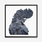 Shop Theo The Black Cockatoo (Square) Art Print a painted bird themed wall art print from The Print Emporium wall artwork collection - Buy Australian made fine art painting style poster and framed prints for the home and your interior decor room, TPE-336-AP