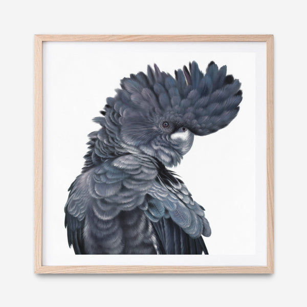 Shop Theo The Black Cockatoo (Square) Art Print a painted bird themed wall art print from The Print Emporium wall artwork collection - Buy Australian made fine art painting style poster and framed prints for the home and your interior decor room, TPE-336-AP