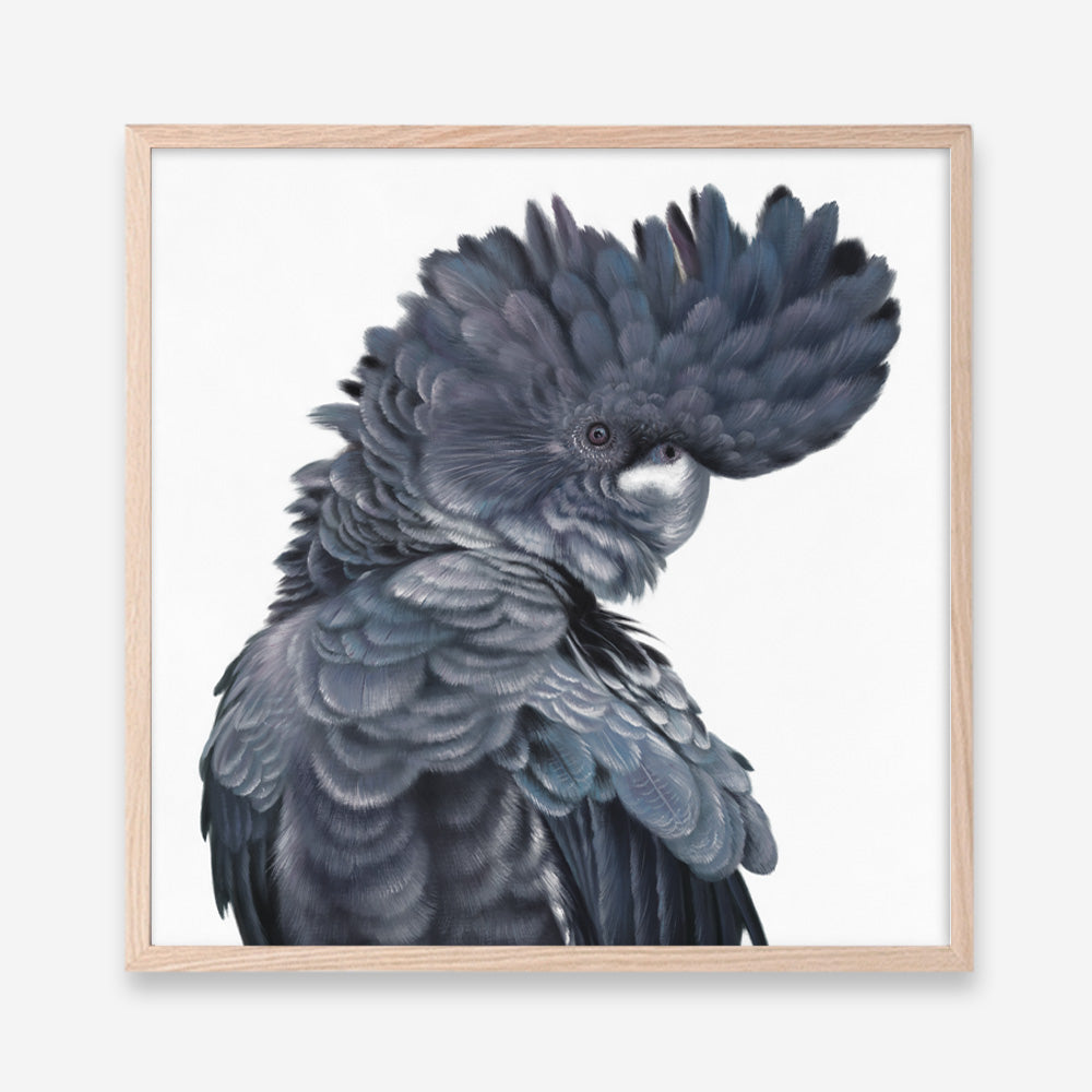 Shop Theo The Black Cockatoo (Square) Art Print a painted bird themed wall art print from The Print Emporium wall artwork collection - Buy Australian made fine art painting style poster and framed prints for the home and your interior decor room, TPE-336-AP