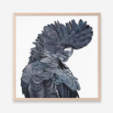 Shop Theo The Black Cockatoo (Square) Art Print a painted bird themed wall art print from The Print Emporium wall artwork collection - Buy Australian made fine art painting style poster and framed prints for the home and your interior decor room, TPE-336-AP