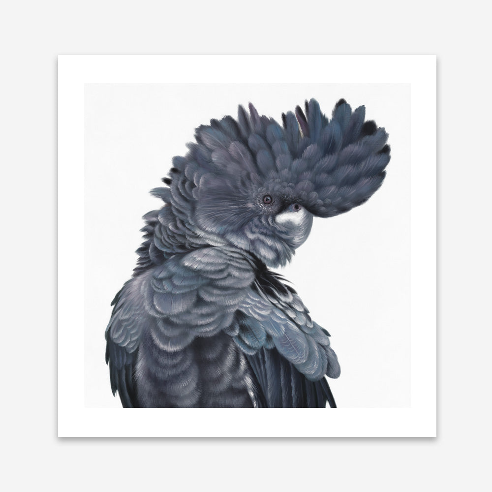 Shop Theo The Black Cockatoo (Square) Art Print a painted bird themed wall art print from The Print Emporium wall artwork collection - Buy Australian made fine art painting style poster and framed prints for the home and your interior decor room, TPE-336-AP